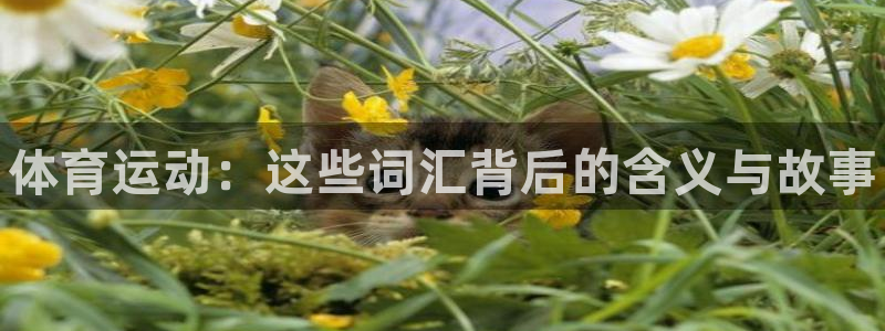 678体育app：体育运动：这些词汇背后的含义与故事
